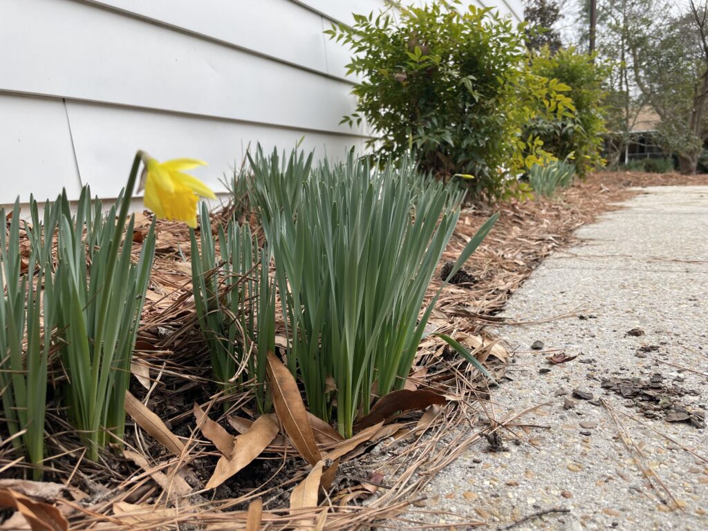 yellow daffodil blooms next to a sidewalk