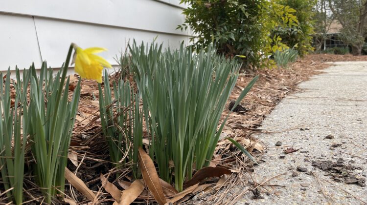 yellow daffodil blooms next to a sidewalk